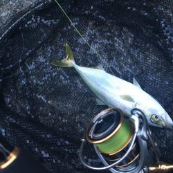 朝からジグサビキ